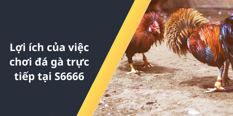 Lợi ích của việc chơi đá gà trực tiếp tại S6666