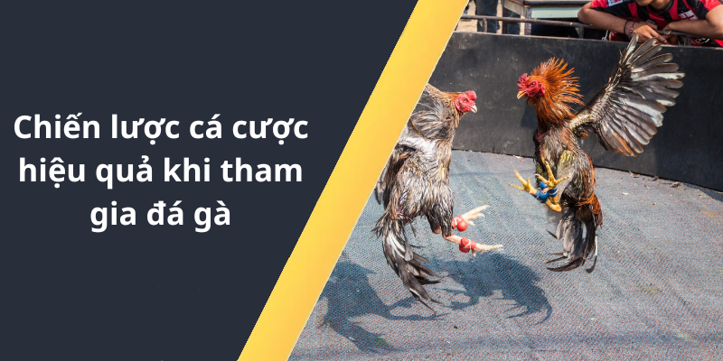 Chiến lược cá cược hiệu quả khi tham gia đá gà