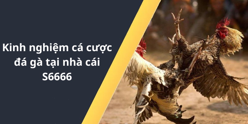 Kinh nghiệm cá cược đá gà tại nhà cái S6666