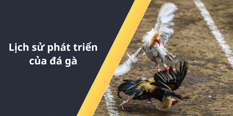 Lịch sử phát triển của đá gà