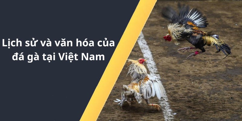 Lịch sử và văn hóa của đá gà tại Việt Nam