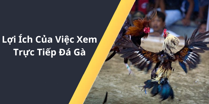 Lợi Ích Của Việc Xem Trực Tiếp Đá Gà