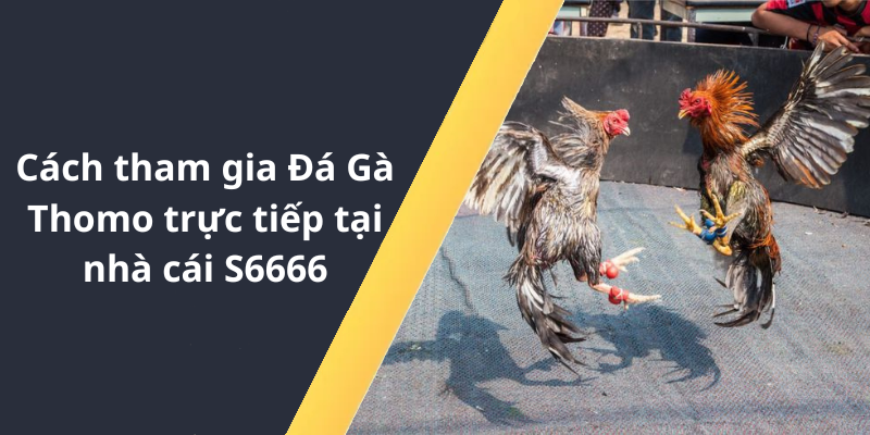 Cách tham gia Đá Gà Thomo trực tiếp tại nhà cái S6666