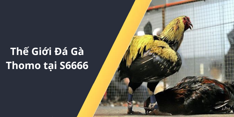 Thế Giới Đá Gà Thomo tại S6666