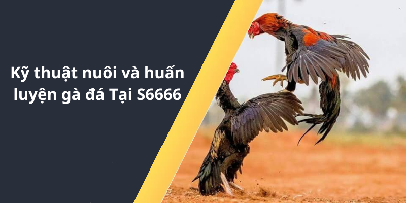 Kỹ thuật nuôi và huấn luyện gà đá Tại S6666