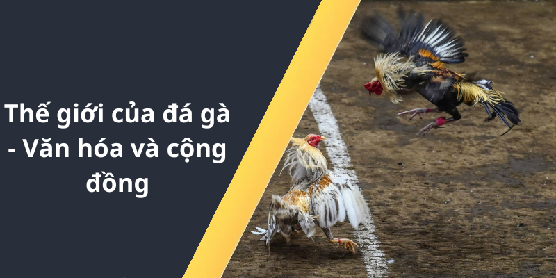 Thế giới của đá gà - Văn hóa và cộng đồng