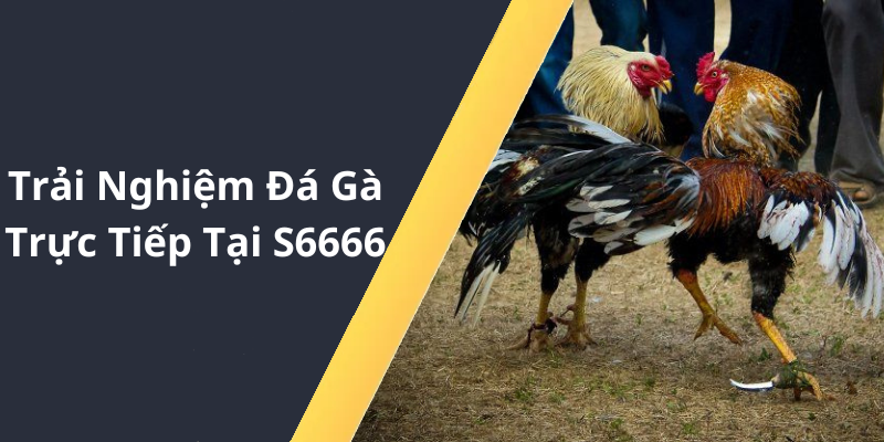 Trải Nghiệm Đá Gà Trực Tiếp Tại S6666