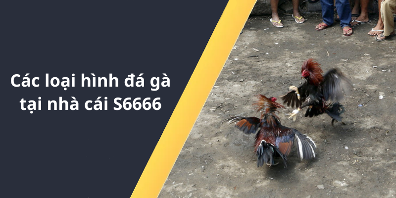 Các loại hình đá gà tại nhà cái S6666