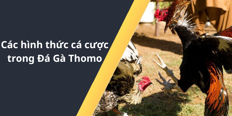 Các hình thức cá cược trong Đá Gà Thomo