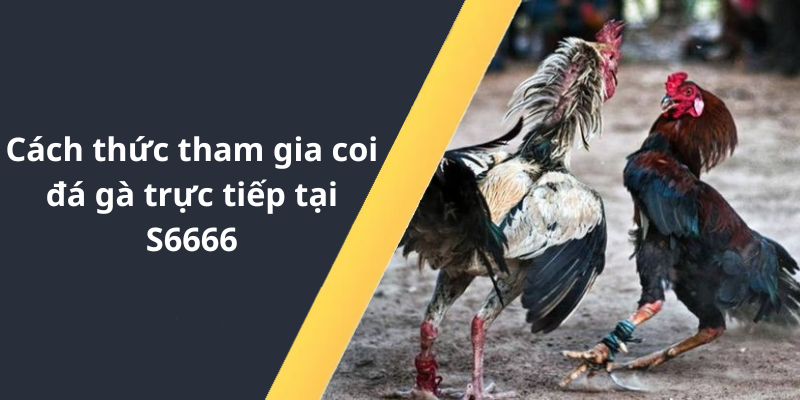 Cách thức tham gia coi đá gà trực tiếp tại S6666