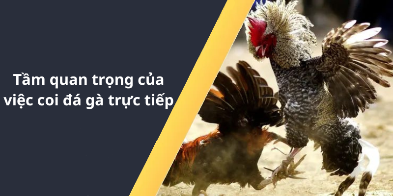 Tầm quan trọng của việc coi đá gà trực tiếp