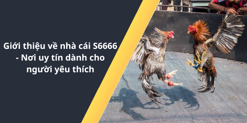 Giới thiệu về nhà cái S6666 - Nơi uy tín dành cho người yêu thích