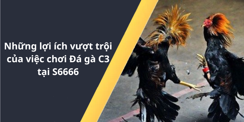 Những lợi ích vượt trội của việc chơi Đá gà C3 tại S6666
